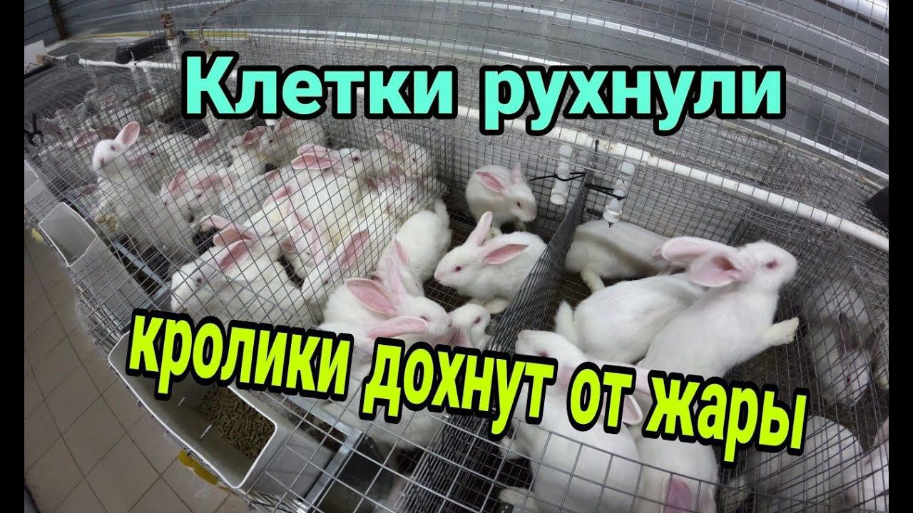 КРОЛЬЧАТНИК. МОИ ОШИБКИ И РЕШЕНИЯ. Обзор крольчатника 3 месяца спустя. смотреть онлайн