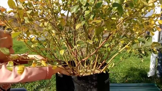 Мастер-класс по обрезке голубики: секреты успешной практики смотреть онлайн