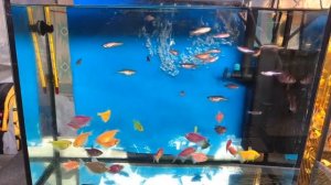 Подсветка для глофиш