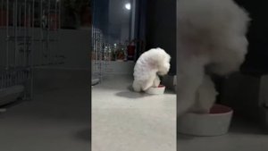 Забавные животные №6