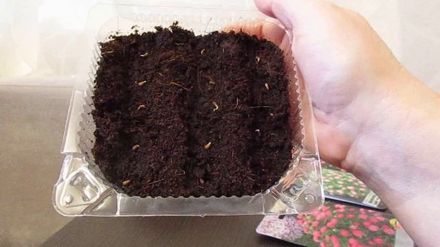 Простой способ вырастить рассаду астры из семян.