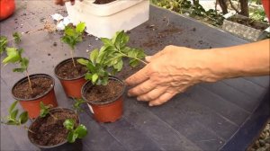 Кофейное дерево как пересадить и рассадить. Часть 2.