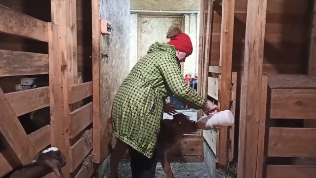 РАЗДОЙ КОРОВЫ-ДОЙКА ПОСЛЕ ОТЁЛА. ОТЁК ВЫМЕНИ У ДЖЕРСИ. КОРМЛЕНИЕ МАЛЕНЬКОЙ ТЕЛОЧКИ смотреть онлайн