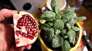 Подкормка от которой зацветет и позеленеет любой домашний цветок! Настой из кожуры граната!