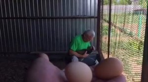 Разведение фазана в домашних условиях.