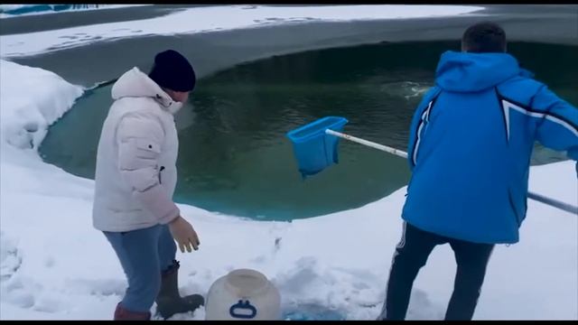 Форель в пруду на дачном участке. Форель Росталь  Стальноголовый лосось