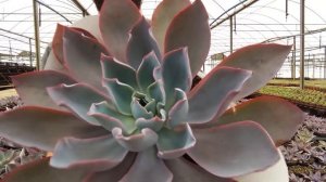 Echeveria Afterglow