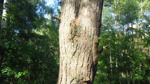 Красивая сосна