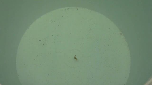 Капля окуневая 30 - 35мм, небольшая доработка смотреть онлайн