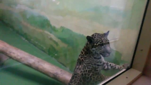 Ягуар, детёныш смотреть онлайн