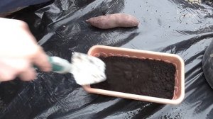 Посадка клубней батата на рассаду!!!!