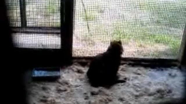 Бедный енот!!! смотреть онлайн