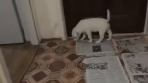 Как щенка приучить к туалету в одно место