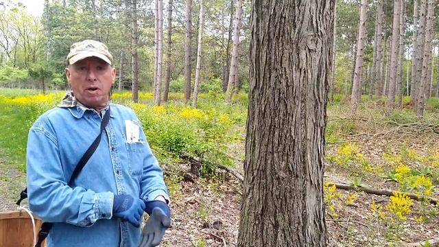 Spring Mushroom Foray in South Kettle Moraines, Wisconsin смотреть онлайн