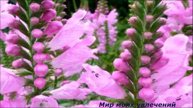 Многолетники изысканные и редкие