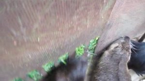 Кормушки для нутрий