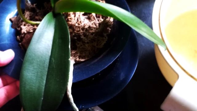 Как поливать орхидеи, чтобы было по 10 бутонов на цветоносе! смотреть онлайн