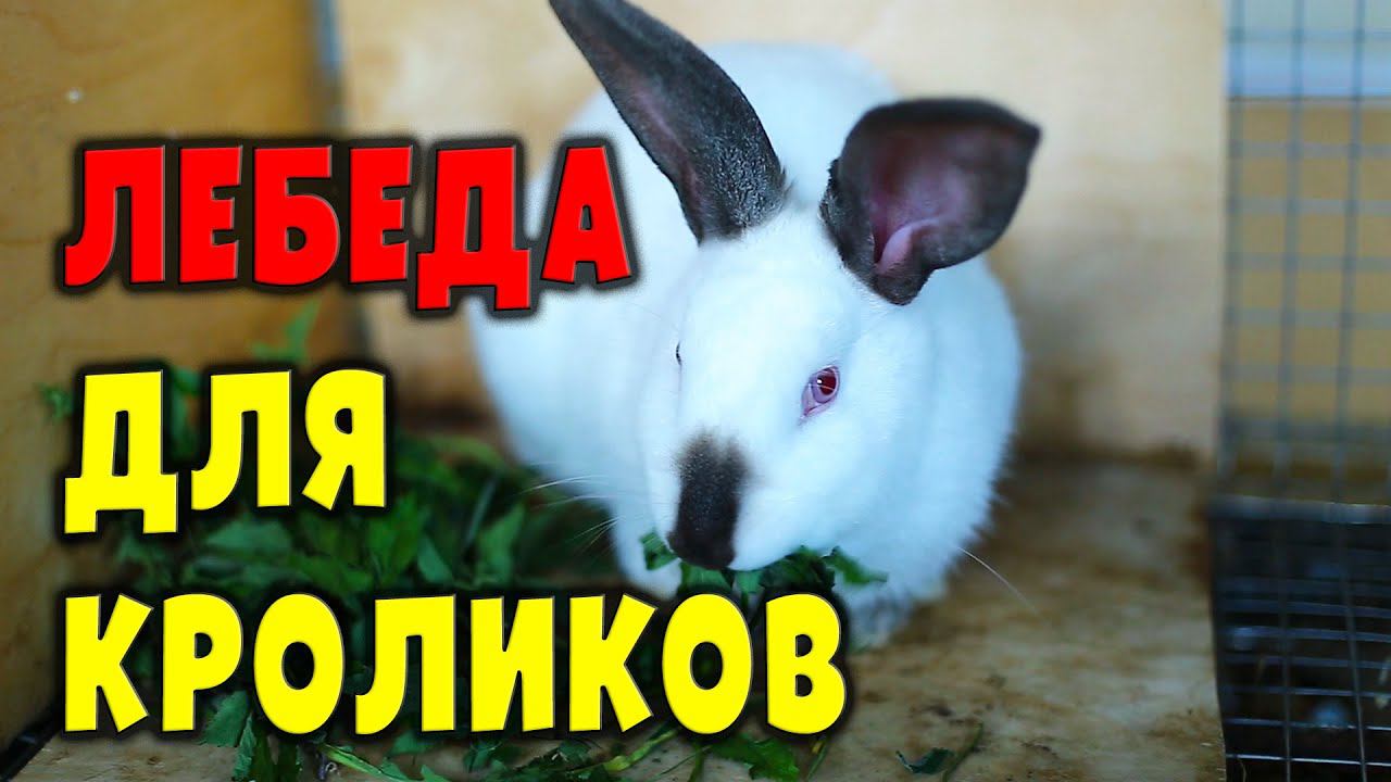 Лебеда для кроликов / Кормление ушастиков