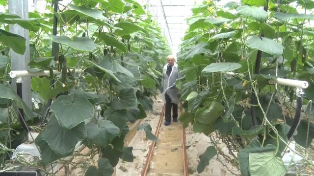 Работа инспекторов Россельхознадзора в тепличном хозяйстве
