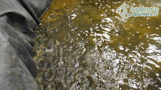 Купить молодь карпа для пруда. Рыбопосадочный материал очень дешево! 2020 актуально! смотреть онлайн