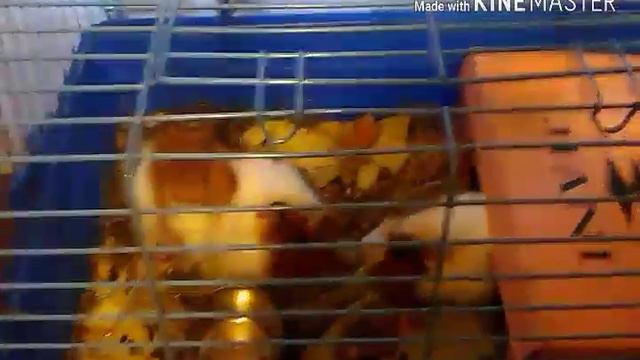 Сколько я трачу на морских свинок в месяц. смотреть онлайн