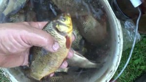 Зарыбление дачного пруда!