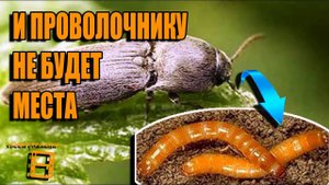 КАК БОРОТЬСЯ С ЖУКОМ-ЩЕЛКУНОМ (ПРОВОЛОЧНИК)? САД (ОГОРОД) И ТЕПЛИЦА