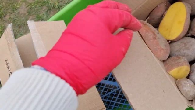 Идеальное проращивание картофеля.Подготовка к посадке.Повышаем урожайность.Вкуснейший сорт картошки