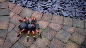 Robo Alive spider toy