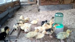 Домашние утята. Когда и как переводить их со стартового корма на отруби.