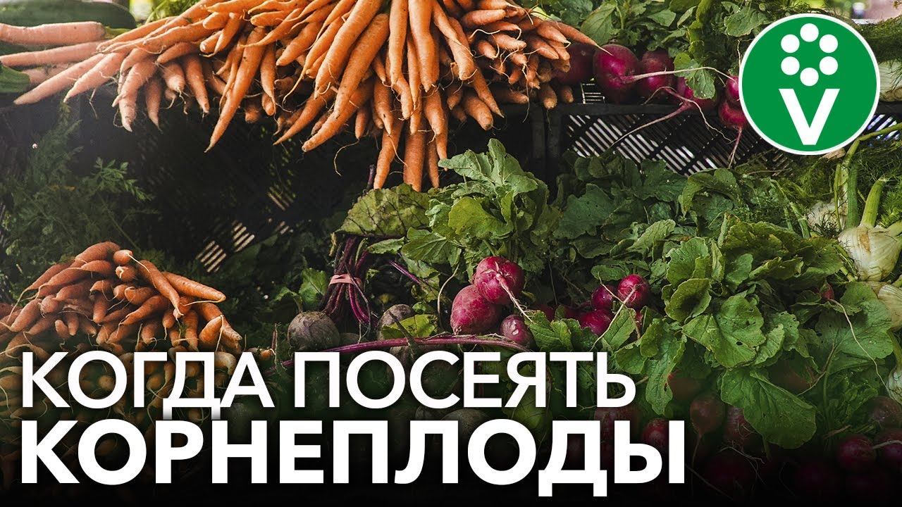 УЗНАЙТЕ ТОЧНЫЕ СРОКИ ПОСЕВА КОРНЕПЛОДОВ! Когда посеять морковь, свеклу, редис?