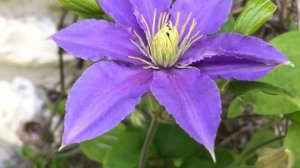 Clématite 'Clematis Justa' Nuance pastel