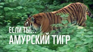 Твоя жизнь, если ты   амурский тигр