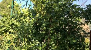 Уход за розами: подготовка роз к зиме, опрыскивание роз