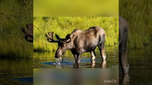 Самые Большие животные северной Америки