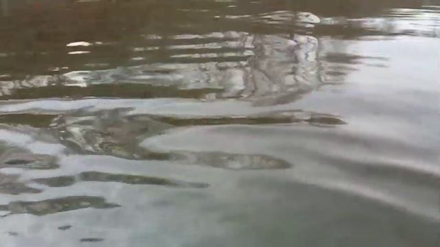 п. Славянка. Приморский край. Хасанский район. Водопадка. Разлитие нефтепродуктов по всей бухте.