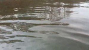 п. Славянка. Приморский край. Хасанский район. Водопадка. Разлитие нефтепродуктов по всей бухте.