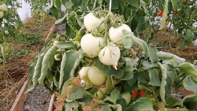 Томат Бифселлер красный от Сибирского Сада.
