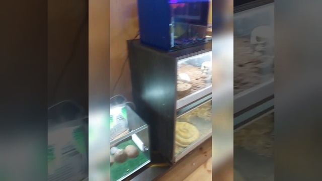 #полное#видео#с#нашего#зоопарка#много#животных#приятного#просмотра