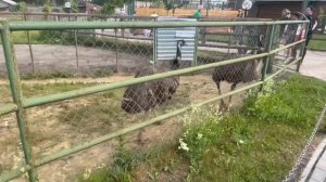 Праздник ? / поездка в Ряжский зоопарк /день рождения /зоопарк/прогулка /влог