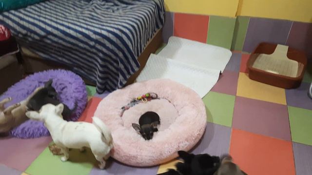 может кто то скучает приглашаем повеселиться с нами питомник собак чихуахуа Кастропуло Крым 1част