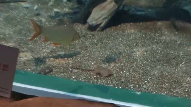 14_04_2013_АКВАРИУМ_АДЛЕР.mp4 смотреть онлайн