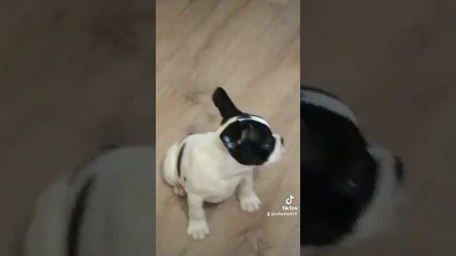 Kiss-kiss