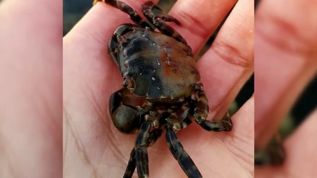 Маяк Эгершельд на Токаревской кошке. Амурский залив