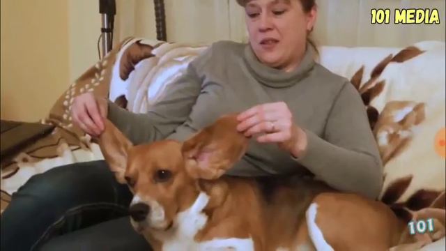 ТЕСТ НА ПСИХИКУ: ЧЕЛЛЕНДЖ НЕ СМЕЙСЯ С ЖИВОТНЫМИ смотреть онлайн