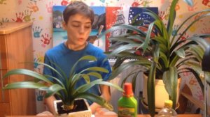 Кливия- посадка уход размножение