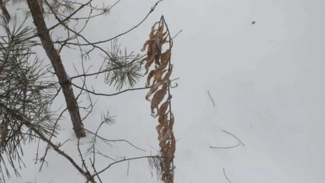 Тишина зимнего леса/The silence of the winter forest смотреть онлайн