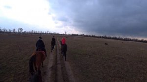 ВЕРХОВАЯ ЕЗДА КОННЫЕ ПРОГУЛКИ НА ЛОШАДЯХ