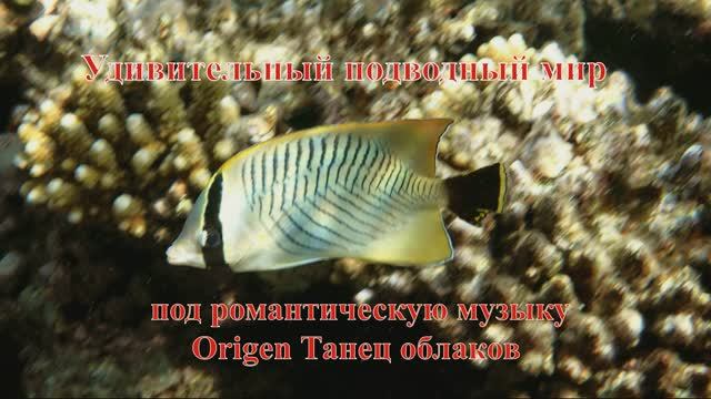 Удивительный подводный мир Бабочка шевронная под романтическую музыку Origen Танец облаков