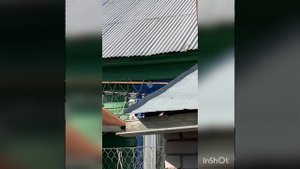 Кукушка пытается отложить яйцо в гнездо трясогузки. Наблюдение и съёмка - Д.Б.Кузин.